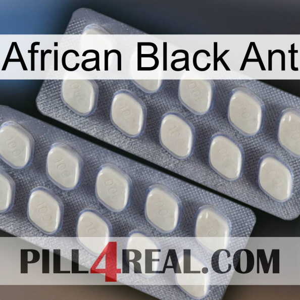 African Black Ant 07.jpg
